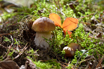 beautiful image of boletus mushroom on a background of leaves and moss