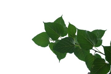 Mulberry  plant leaves with branches on white isolated background for green foliage backdrop and copy space 