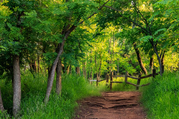 Naklejka premium A Forest Path