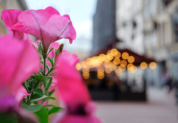 Flowers on the street in St.Petersburg, Russia. Selective focus, beautiful soft evening bokeh light. © Olga Kazanovskaia 