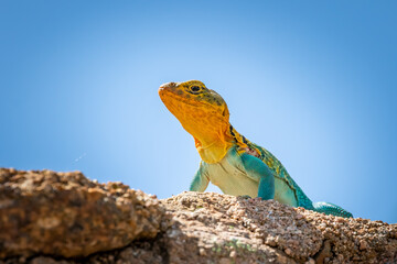 Mountain Boomer in the Wichitas