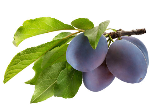 tree branch with purple plums and green leaves isolated on a white background