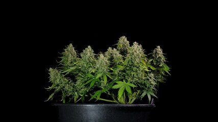 Out of the darkness comes a cannabis bush ready for harvest. Big buds with lots of THC and CBD....