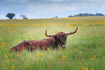 Wild longhorrn cattle (Bos taurus) in the Wichita Mountains
