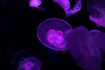 Low key jellyfish in sea saltwater aquarium ocean life 