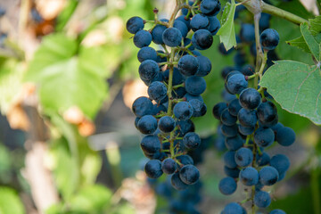 Ripe organic vineyard grapes swaying in the wind. Great grapes for making white wine