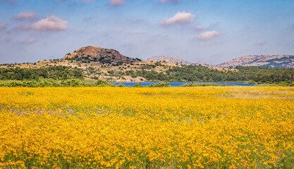 Coreopsis and Little Baldy
