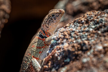 A female Collared Lizard (Crotaphytus collaris) or Mountain Boomer resting on a rock