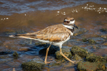 Killdeer on the Shore