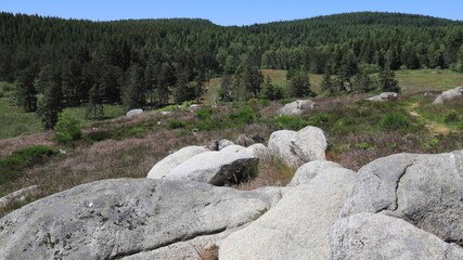 landes du plateau des mille vaches