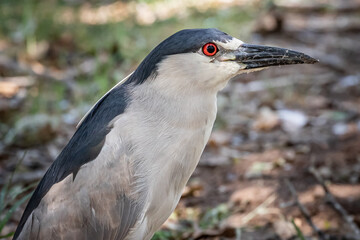 Black-crowned Night Heron (Nycticorax nycticorax) portrait