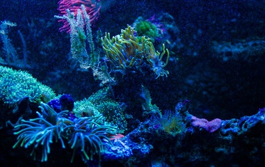 Fototapeta na wymiar Underwater plants seaweed fish food for background