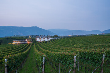 Fototapeta na wymiar View of the grape orchards in South Tyrol, Italy.