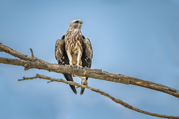 Mississippi Kite (Ictinia mississippiensis) perched in a tree
