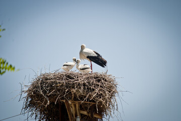 the stork and its two eggs