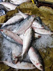 Five-spot Herring, Hilsa Kelee shad Tenualosa ilisha fishes on ice for sale in fish market with silvery scale