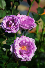 Fototapeta premium Beautiful fresh roses grow outdoors in the summer