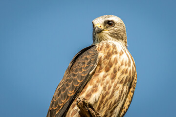 Mississippi Kite in a tree