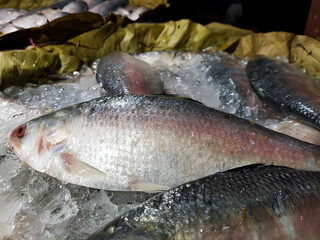 Five-spot Herring, Hilsa Kelee shad Tenualosa ilisha fishes on ice for sale in fish market with...