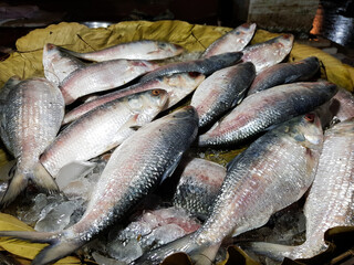 Five-spot Herring, Hilsa Kelee shad Tenualosa ilisha fishes on ice for sale in fish market with silvery scale