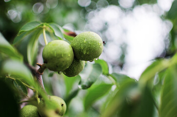 Eating nuts for good brain function, good feeling and maintaining the diet