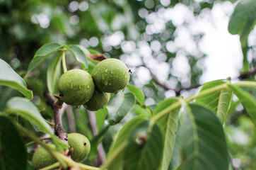Eating nuts for good brain function, good feeling and maintaining the diet