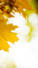 Yellow maple leaves on a blurred background. Autumn background with maple leaves. Creative wallpapers. Copy space