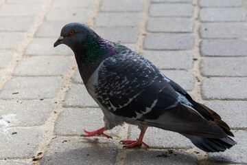 Close up of walking pigeon on the city streets.