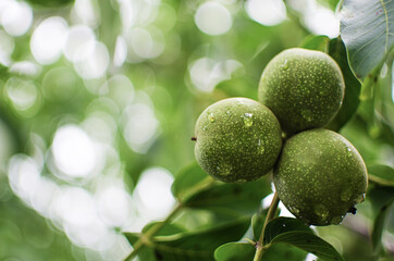 Eating nuts for good brain function, good feeling and maintaining the diet