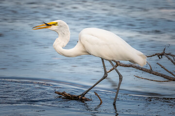 Great Egret (Ardea alba) on a lake shore in Oklahoma