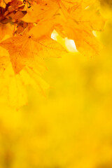 Yellow maple leaves on a blurred background. Autumn background with maple leaves. Creative wallpapers. Copy space
