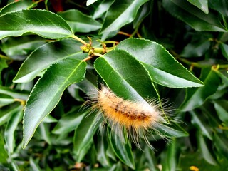 caterpillar on a leaf