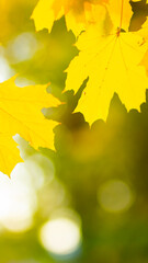 Yellow maple leaves on a blurred background. Autumn background with maple leaves. Creative wallpapers. Copy space