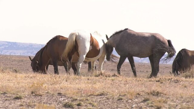 Group of wild horses and two standing close trying to ward off flies