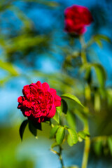 red rose in the garden
