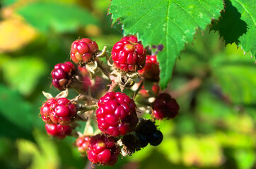 red currants on a bush