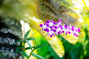 orchid back light
