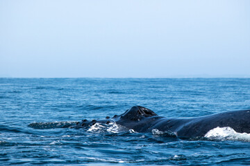 Blowholes of the whale on the surface of the ocean. Diving in the deep
Humpback whale swimming in the Pacific Ocean, Puerto Vallarta. Jal. Mexico.