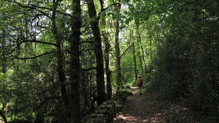 Fototapeta premium promenade en forêt
