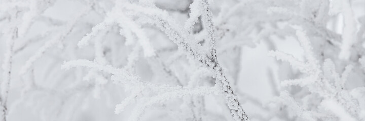 Snow and rime ice on the branches of bushes. Beautiful winter background with trees covered with hoarfrost. Plants in the park are covered with hoar frost. Cold snowy weather. Cool frosting texture.