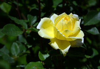 a blooming yellow rose in all its charm on a green background