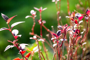 red flowers in the garden