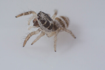 pequeña araña