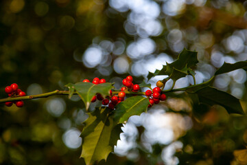 rote Beeren