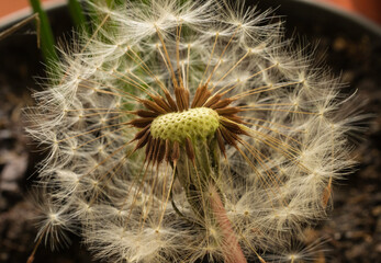 Close-up detail of a dandelion seed head with parachute seeds.