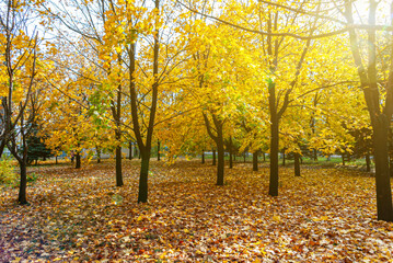 City park in autumn. The air is filled with a golden glow.