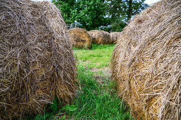 Straw bales are lying on the field. Hay texture. Harvesting in agriculture.