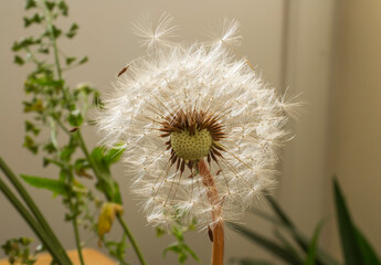 A dandelion seed head showing a partly exposed base or head.
