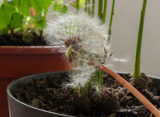 A dandelion seed head with partially dispersed seeds.