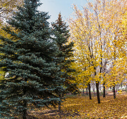 Wonderful autumn day in the Ukrainian hinterland.